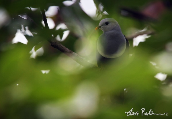 Black-backed Fruit-Dove